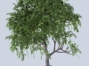 tree14